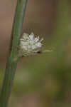 Southern rattlesnake master